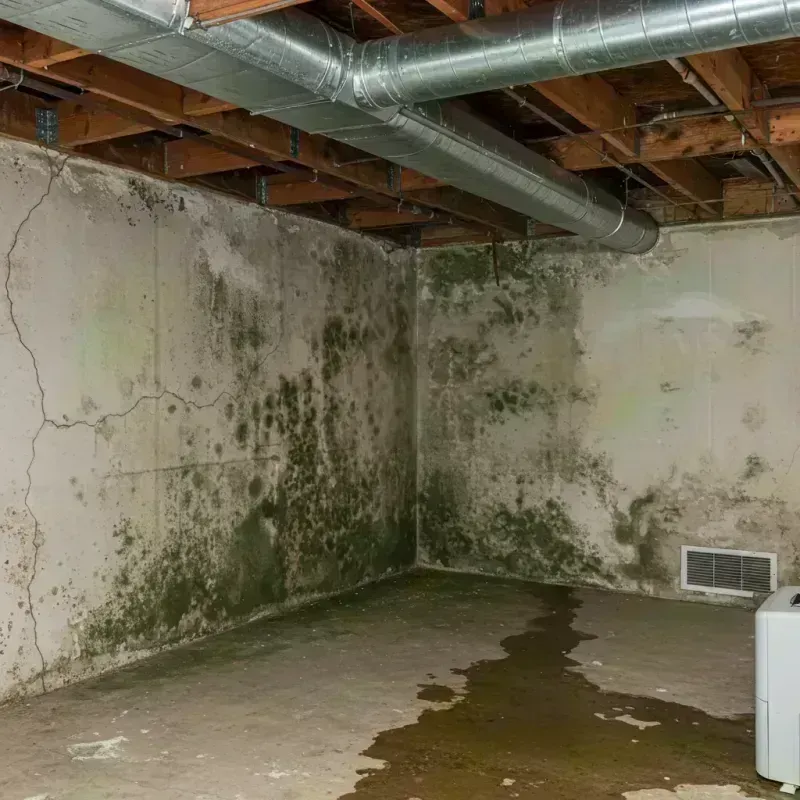 Professional Mold Removal in Guttenberg, NJ